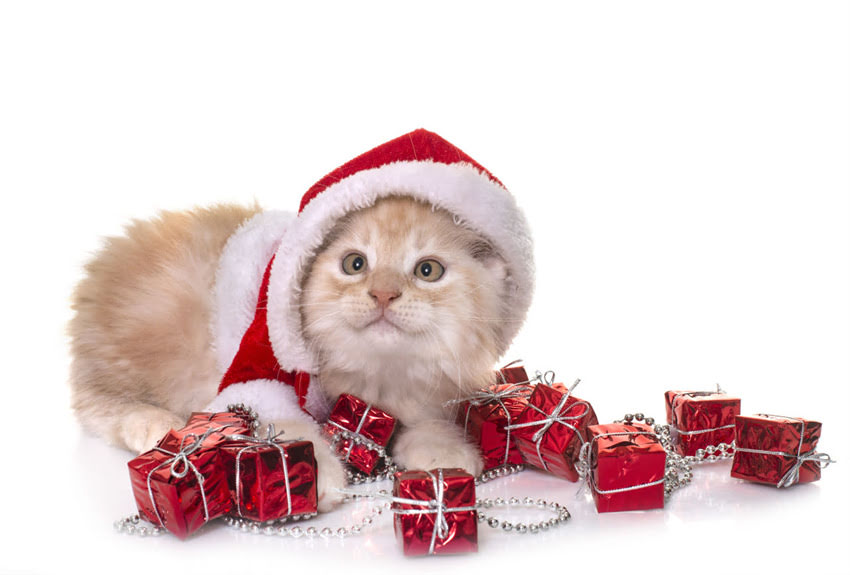 图片 辉瑞疫苗最新价格一针多少钱？接种全攻略+费用明细（附真实接种记录）.jpg