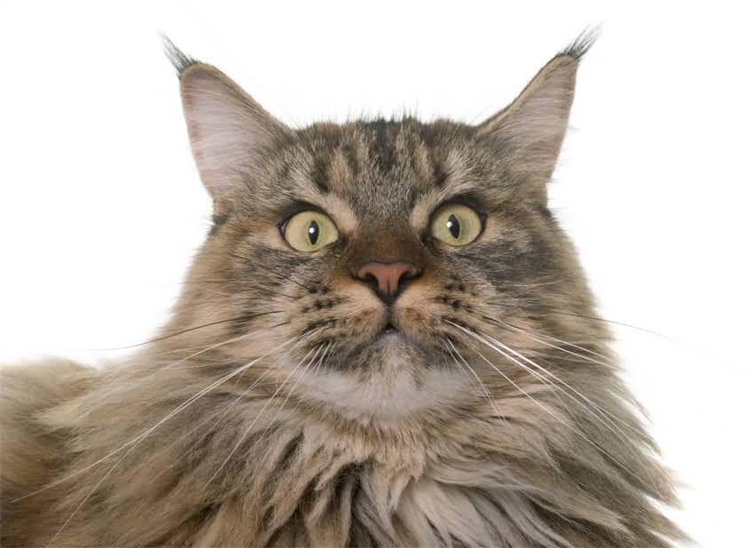 图片 辉瑞疫苗最新价格一针多少钱？接种全攻略+费用明细（附真实接种记录）2.jpg