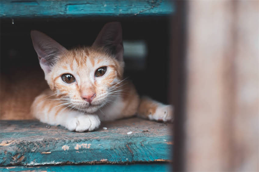 图片 边境牧羊犬为何总处于亢奋状态？科学兴奋体质的成因与应对策略2.jpg
