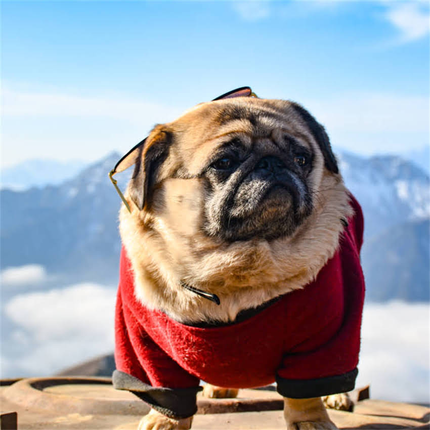 图片 边境牧羊犬品相标准：七白三通全+科学养护指南（附高清对照图）2.jpg