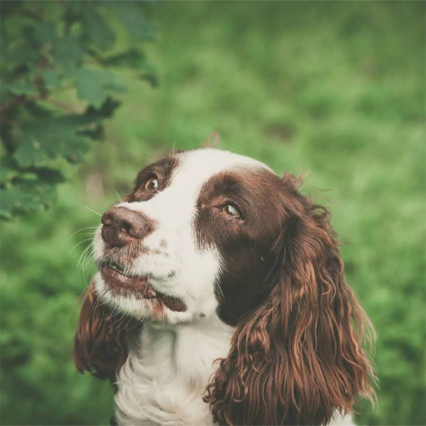 图片 边境牧羊犬对主人忠诚度：5大特征+科学训练法2.jpg