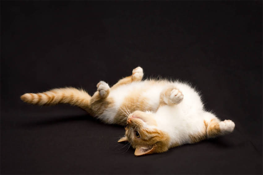 图片 边境牧羊犬幼崽科学喂养指南：7天7步法，新手家长必看！.jpg