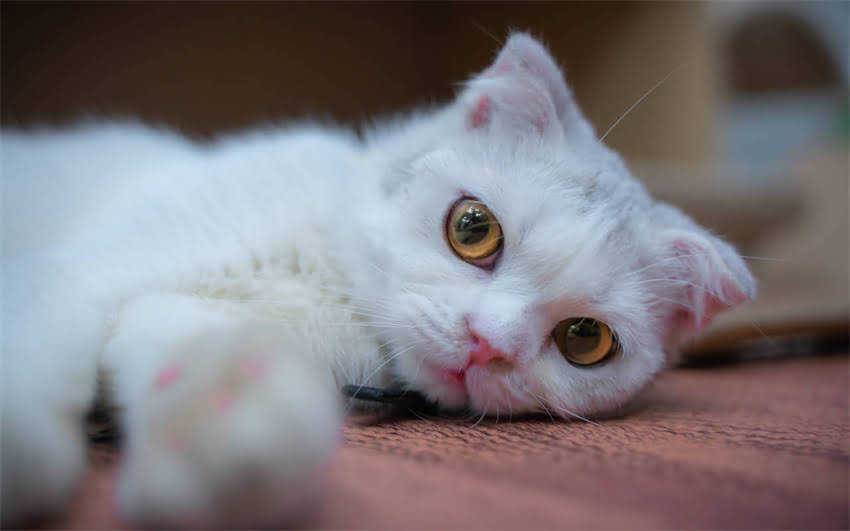 图片 边境牧羊犬成长全：从幼犬到成犬的体型变化时间表（附标准数据）2.jpg