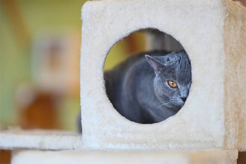 图片 边境牧羊犬智商发展全：不同年龄段的智力表现与训练指南.jpg