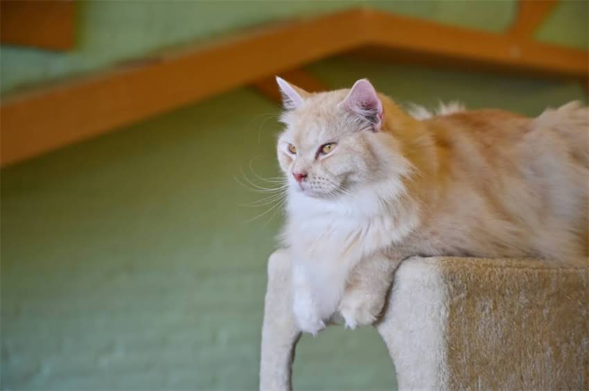 图片 边境牧羊犬智商发展全：不同年龄段的智力表现与训练指南1.jpg