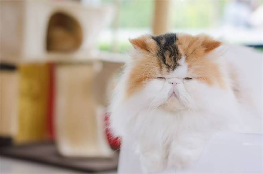 图片 边境牧羊犬智商发展全：不同年龄段的智力表现与训练指南2.jpg