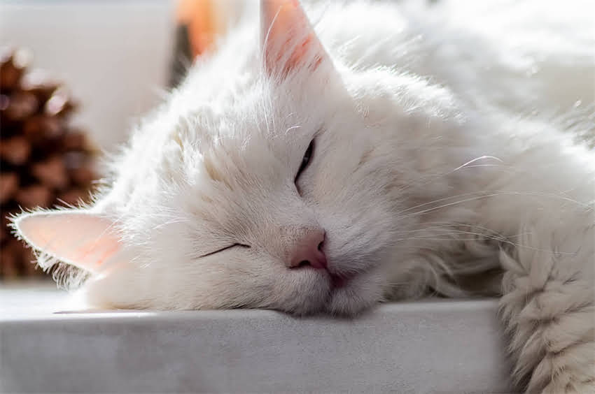 图片 边境牧羊犬毛色：白陨石与黄陨石品种特征（附养护指南）1.jpg