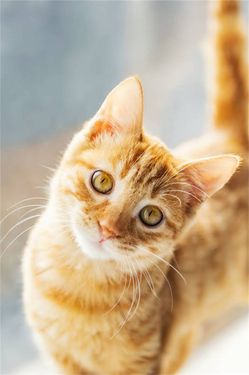 图片 边境牧羊犬繁殖颜色选择的重要性.jpg