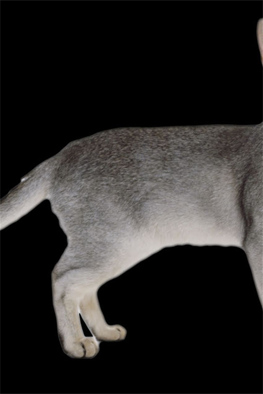 图片 边境牧羊犬繁殖颜色选择的重要性1.jpg