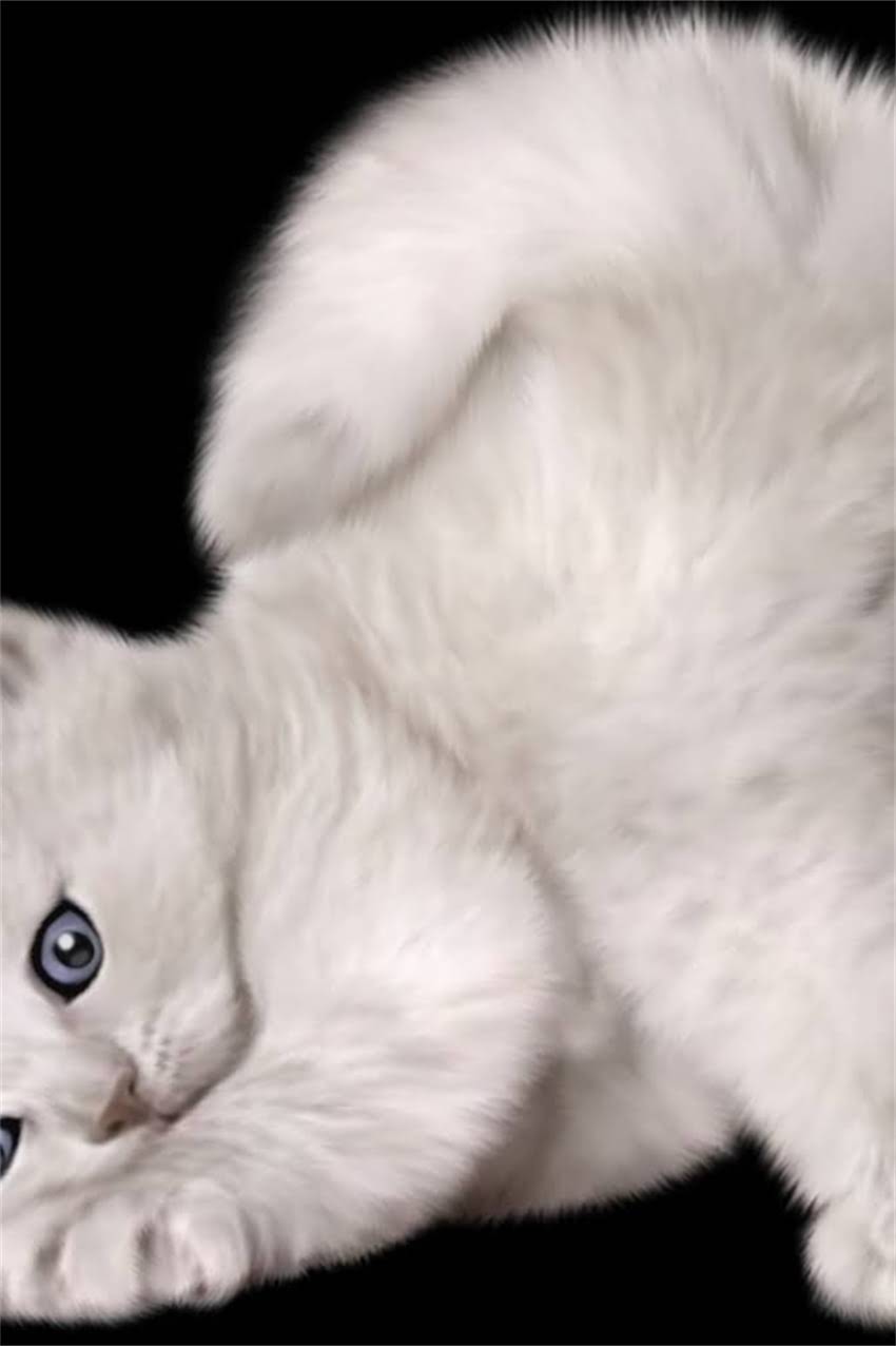 图片 边境牧羊犬繁殖颜色选择的重要性2.jpg