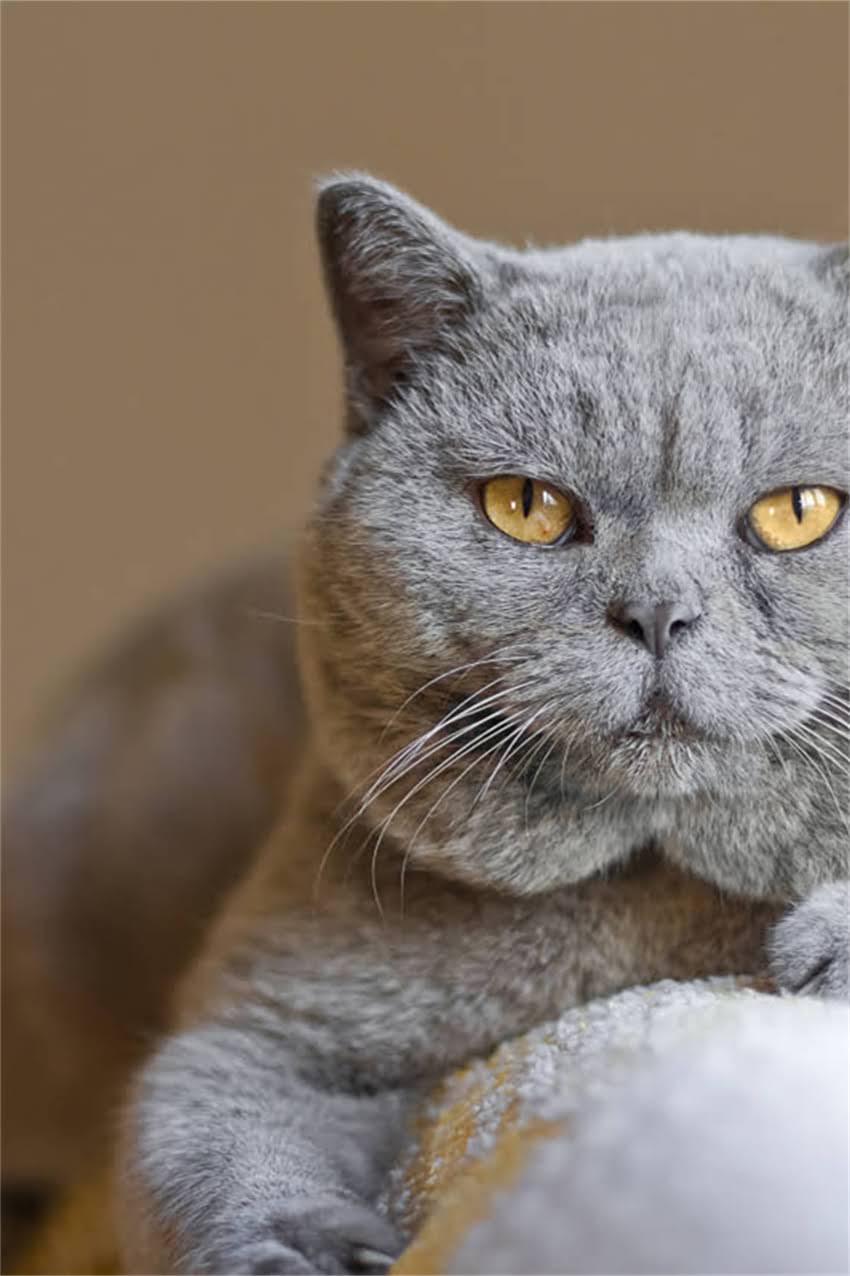 图片 边境牧羊犬颈部尺寸标准：如何正确测量与选购指南（附对比图）.jpg