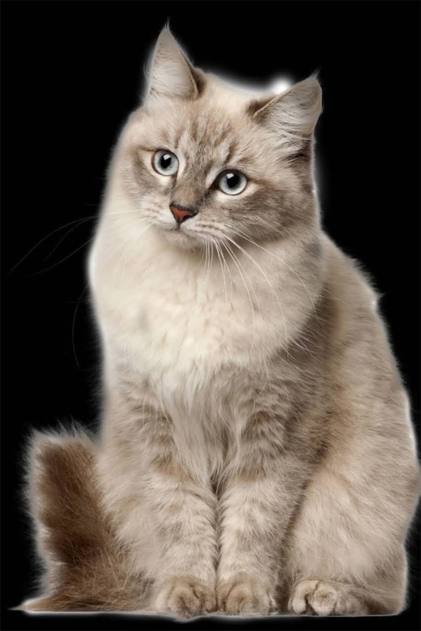 图片 边境牧羊犬颈部尺寸标准：如何正确测量与选购指南（附对比图）1.jpg