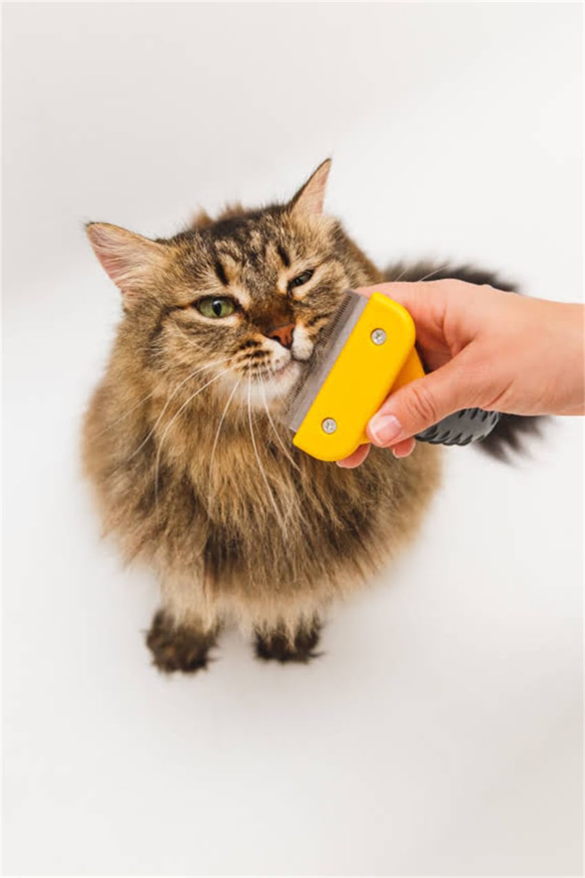 图片 边牧VS阿拉斯加：两种大型犬饲养成本差异.jpg