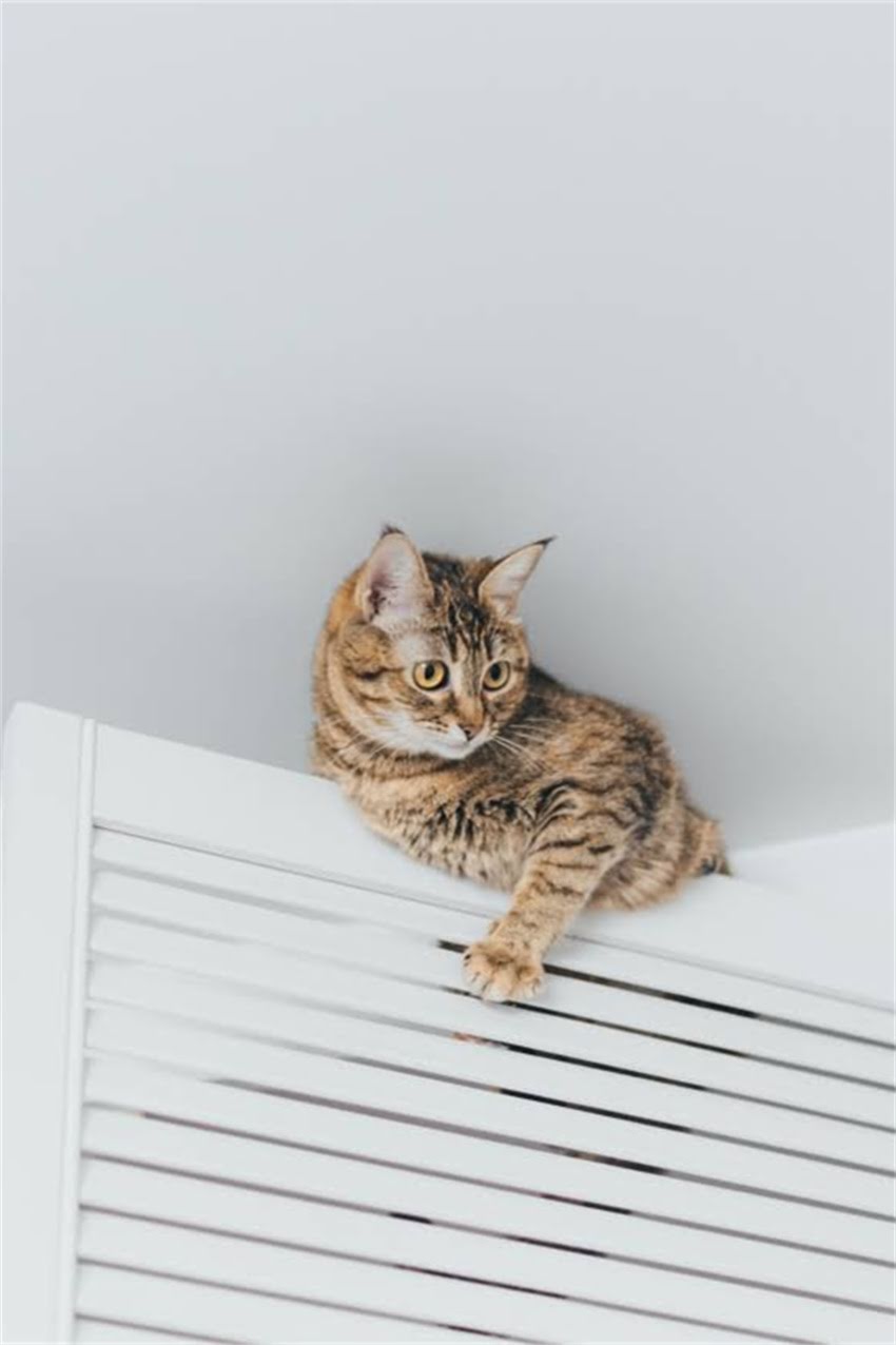 图片 边牧VS阿拉斯加：两种大型犬饲养成本差异2.jpg