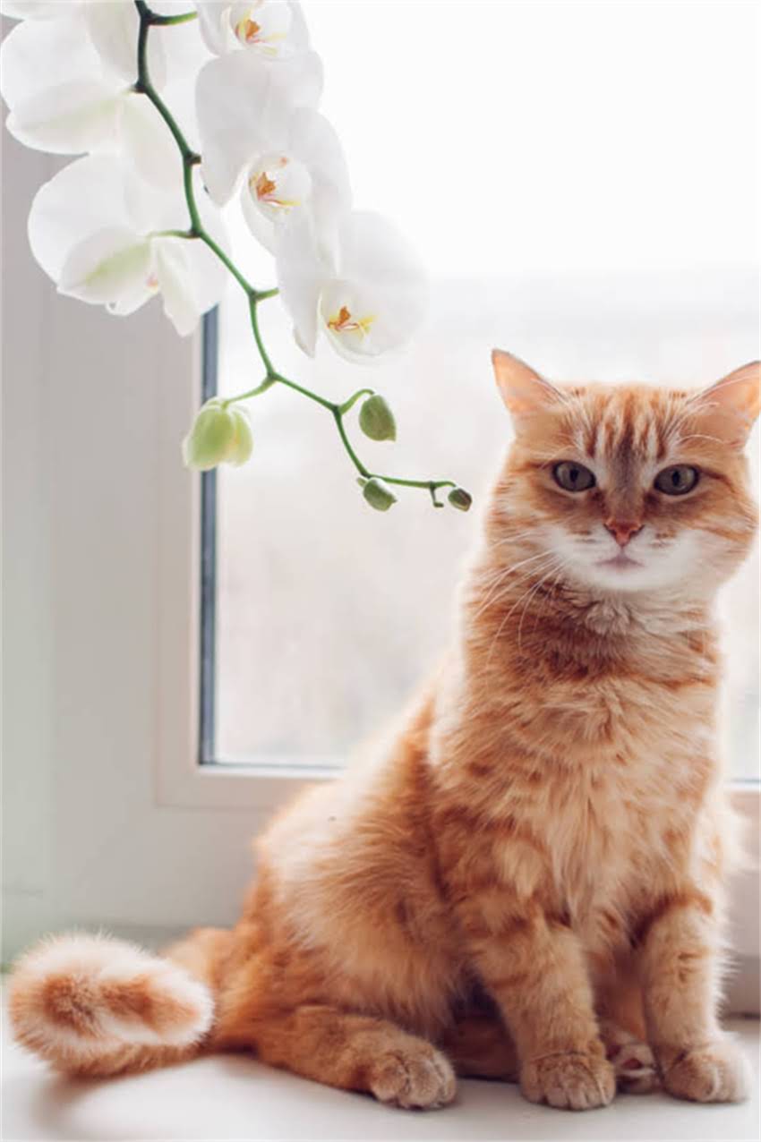 图片 边牧vs柯利边牧：看完这篇再决定养哪种！.jpg