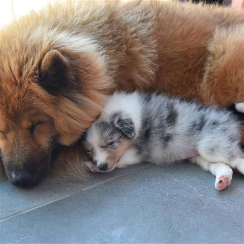 图片 边牧vs柯利边牧：看完这篇再决定养哪种！1.jpg