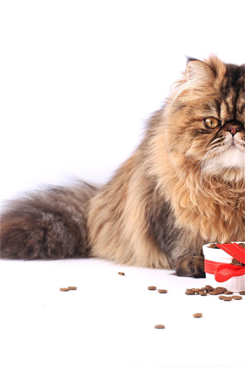 图片 边牧vs柯利边牧：看完这篇再决定养哪种！2.jpg