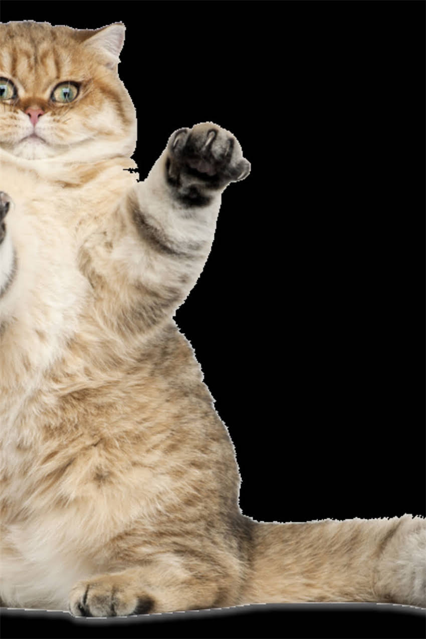 图片 边牧vs萨摩耶体型对比：详细品种特征与饲养指南1.jpg