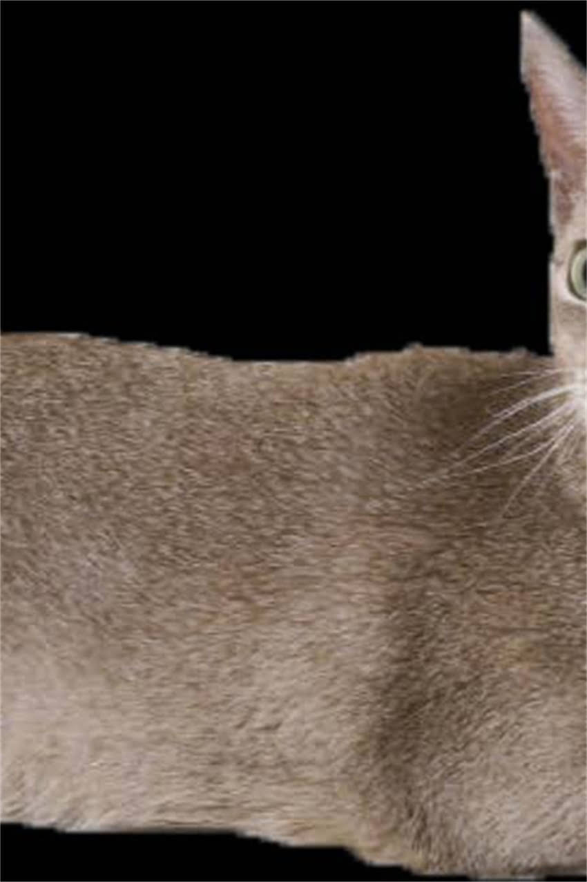 图片 边牧上火症状及饮食调理指南：天然食物推荐与科学养护方案2.jpg