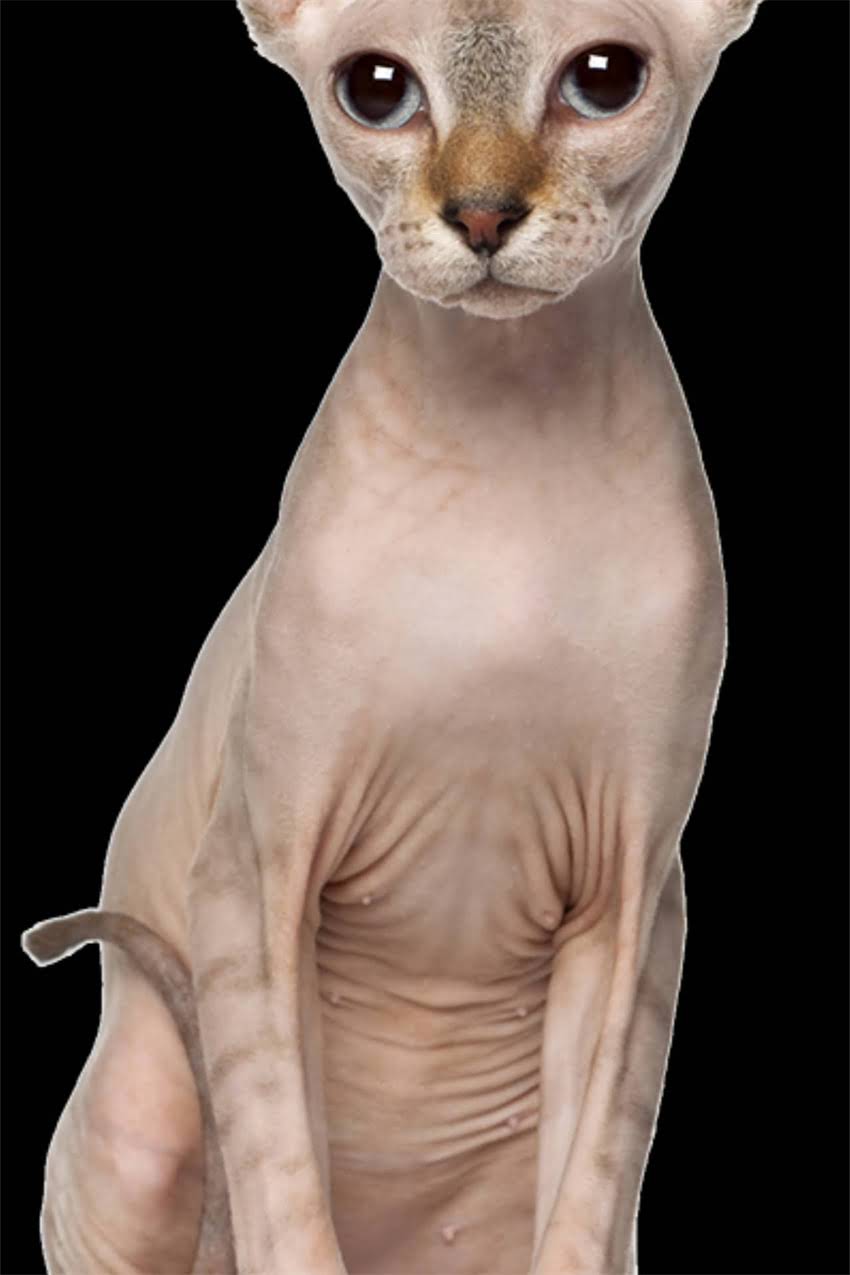 图片 边牧与拉布拉多饲养成本深度对比：最新价格及选购指南2.jpg