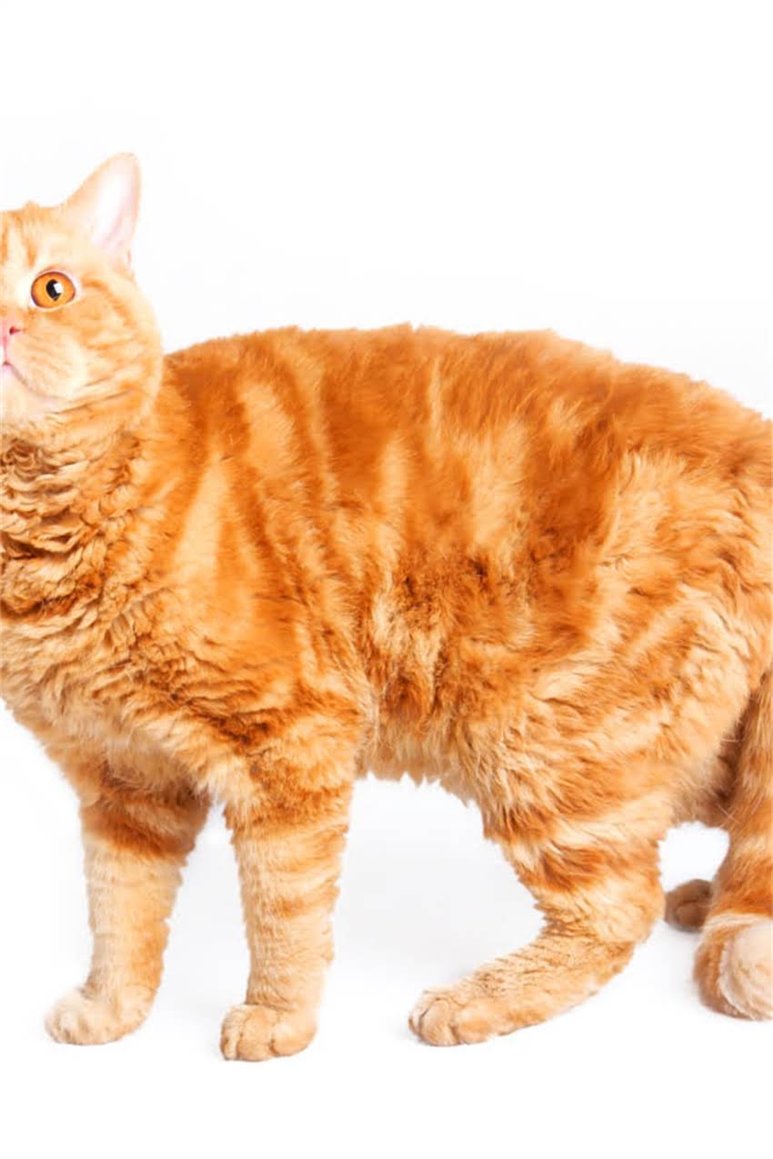 图片 边牧与牧羊犬全：品种起源、特征对比及饲养指南.jpg