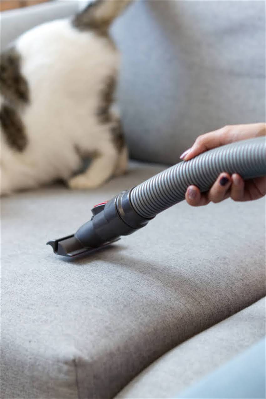 图片 边牧与牧羊犬全：品种起源、特征对比及饲养指南1.jpg