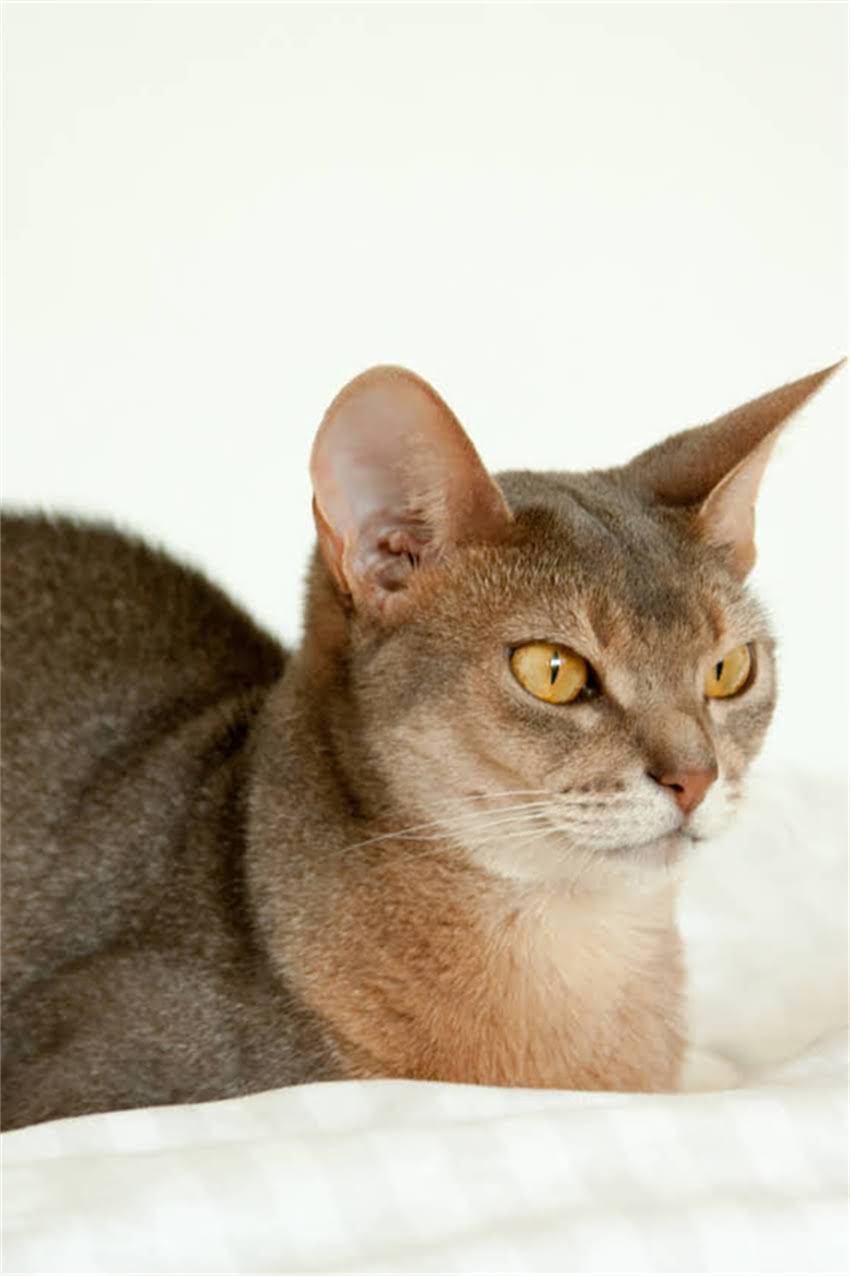 图片 边牧与牧羊犬全：品种起源、特征对比及饲养指南2.jpg