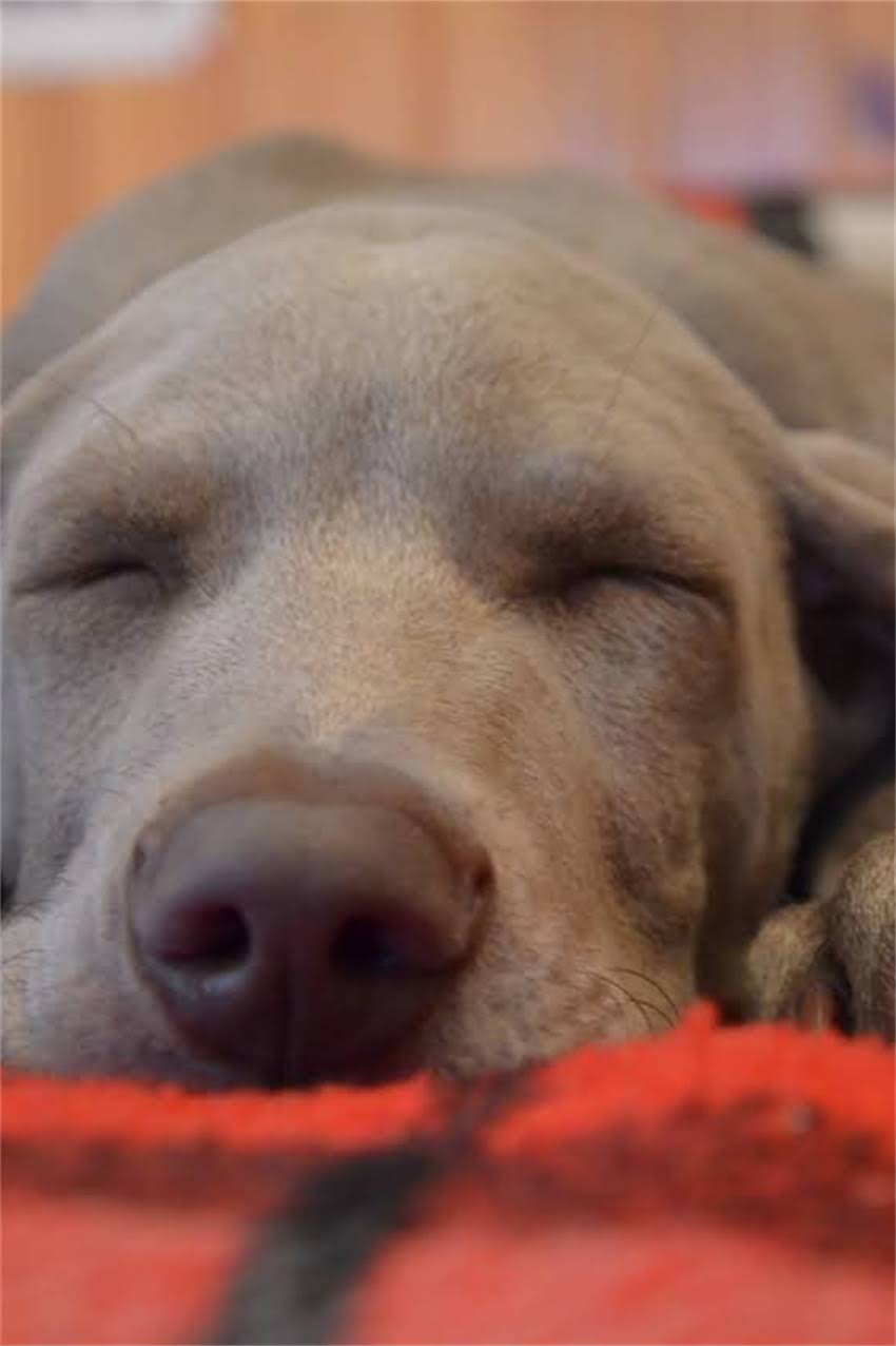 图片 边牧与苏格兰牧羊犬全：品种对比、饲养指南与选购建议1.jpg