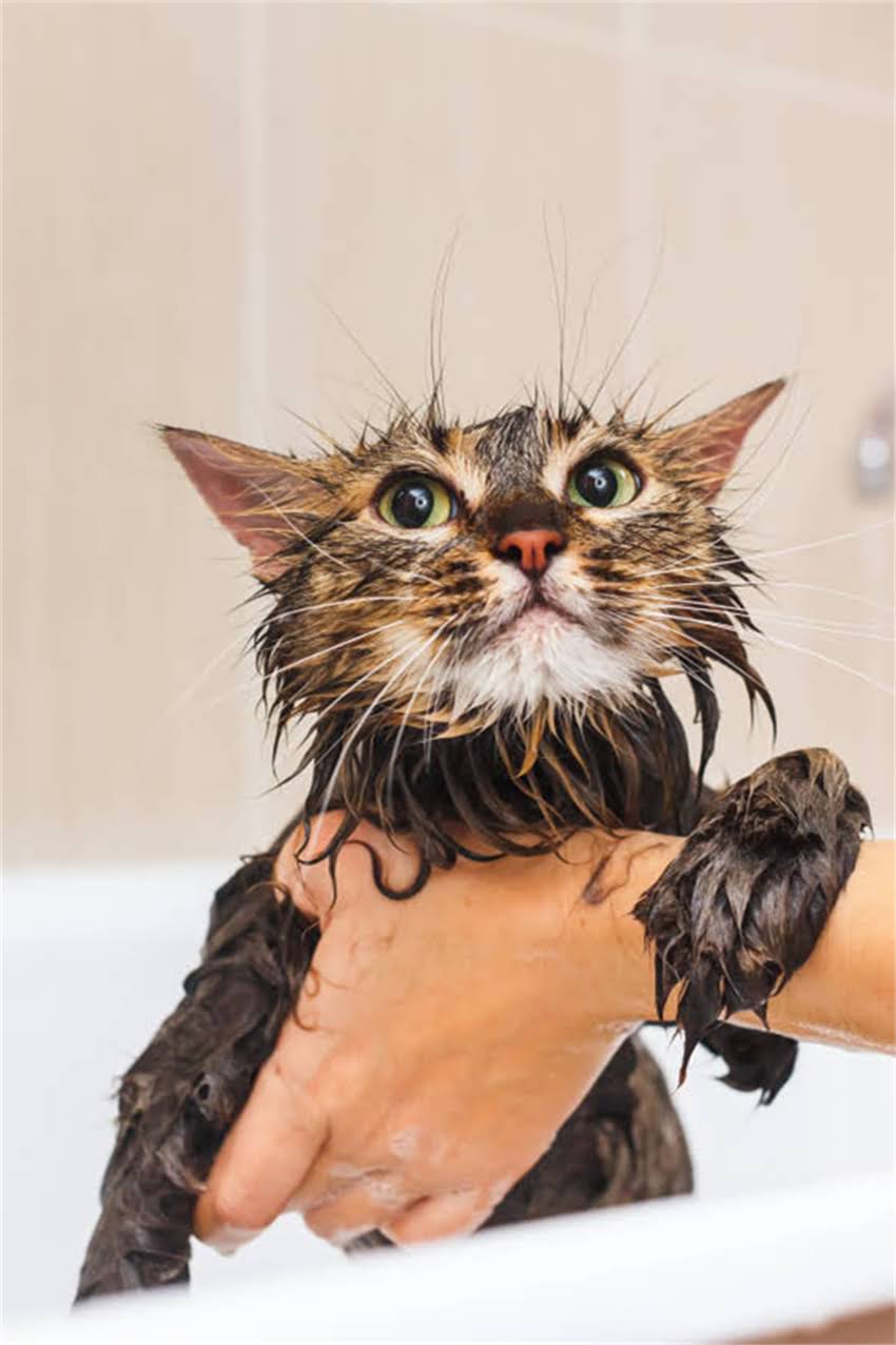 图片 边牧与苏格兰牧羊犬全：品种对比、饲养指南与选购建议2.jpg