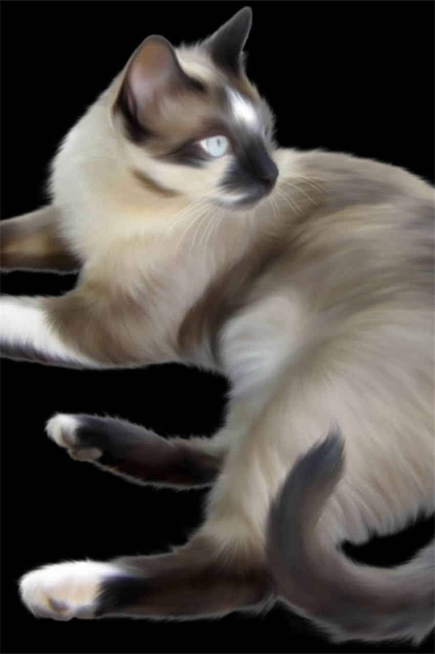 图片 边牧串串标准体重是多少？如何科学判断及饲养指南（附体重计算公式和营养方案）.jpg