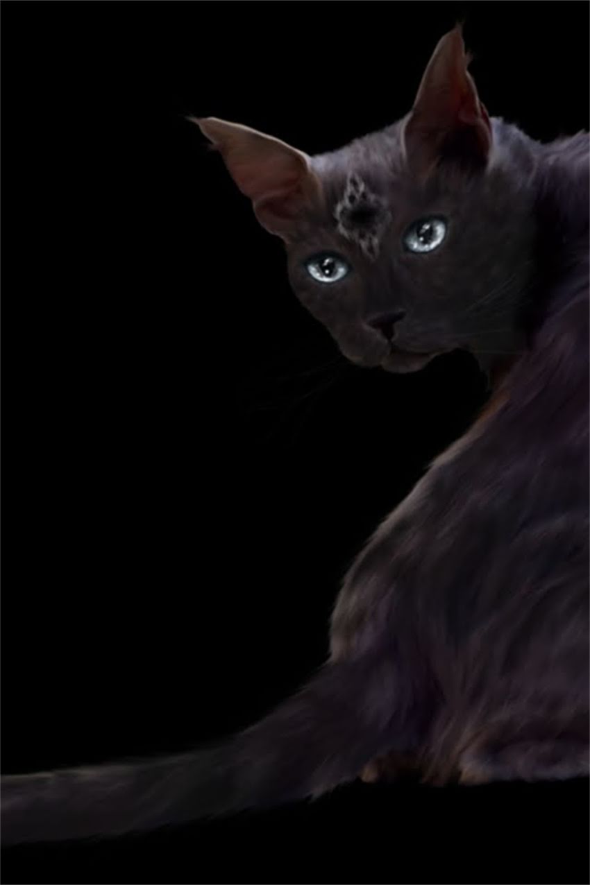 图片 边牧串串标准体重是多少？如何科学判断及饲养指南（附体重计算公式和营养方案）2.jpg