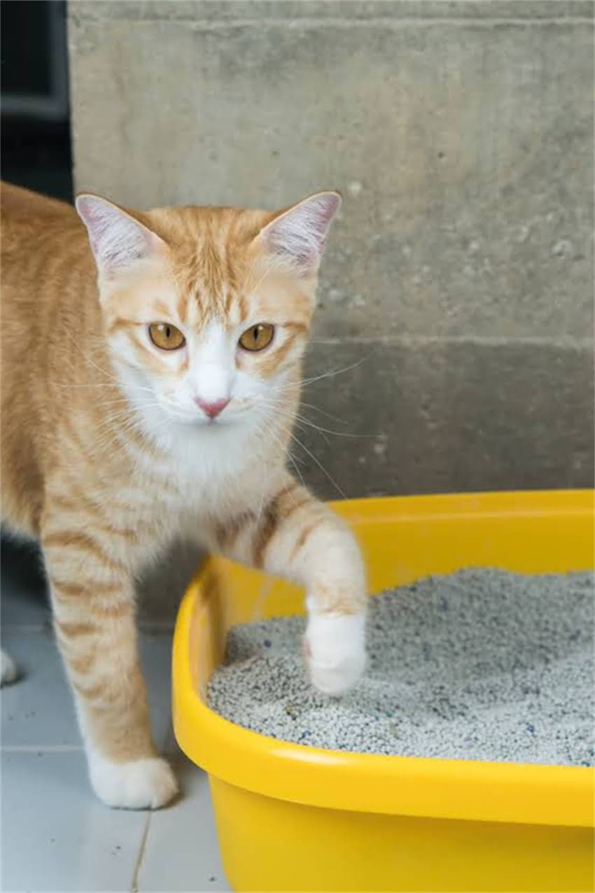 图片 边牧会不会撒手没？5大征兆+科学训练法，彻底解决分离焦虑2.jpg