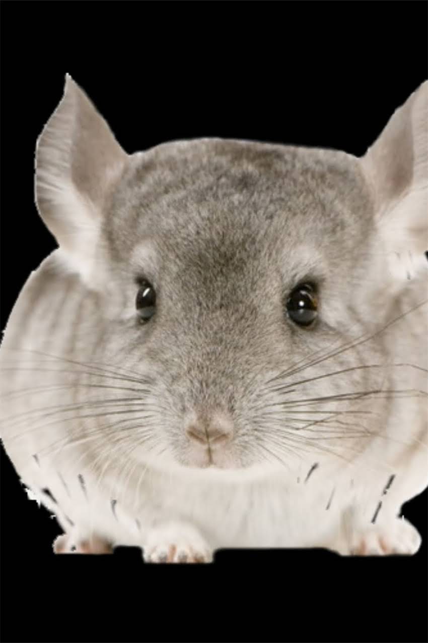 图片 边牧到家多久驱虫？权威时间表+全流程指南（附注意事项）.jpg