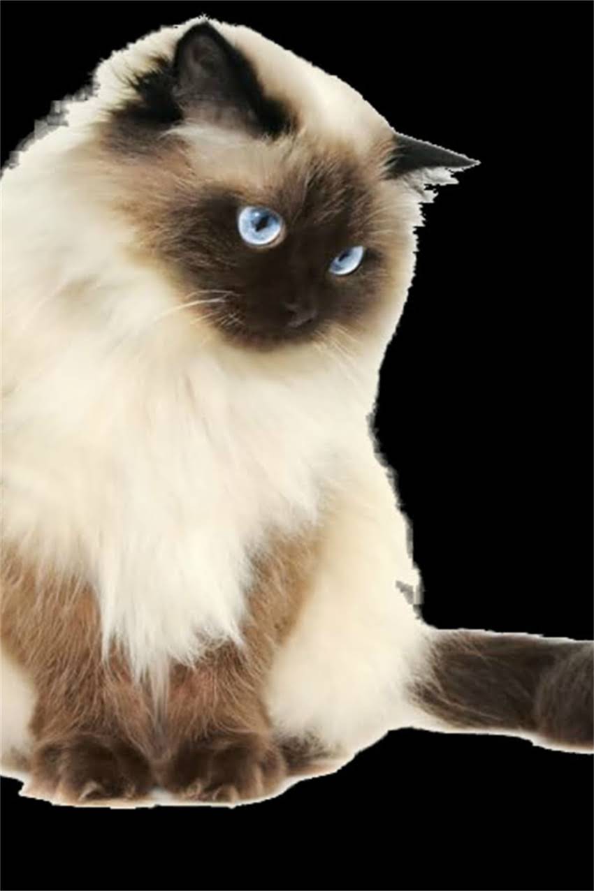 图片 边牧到家多久驱虫？权威时间表+全流程指南（附注意事项）1.jpg