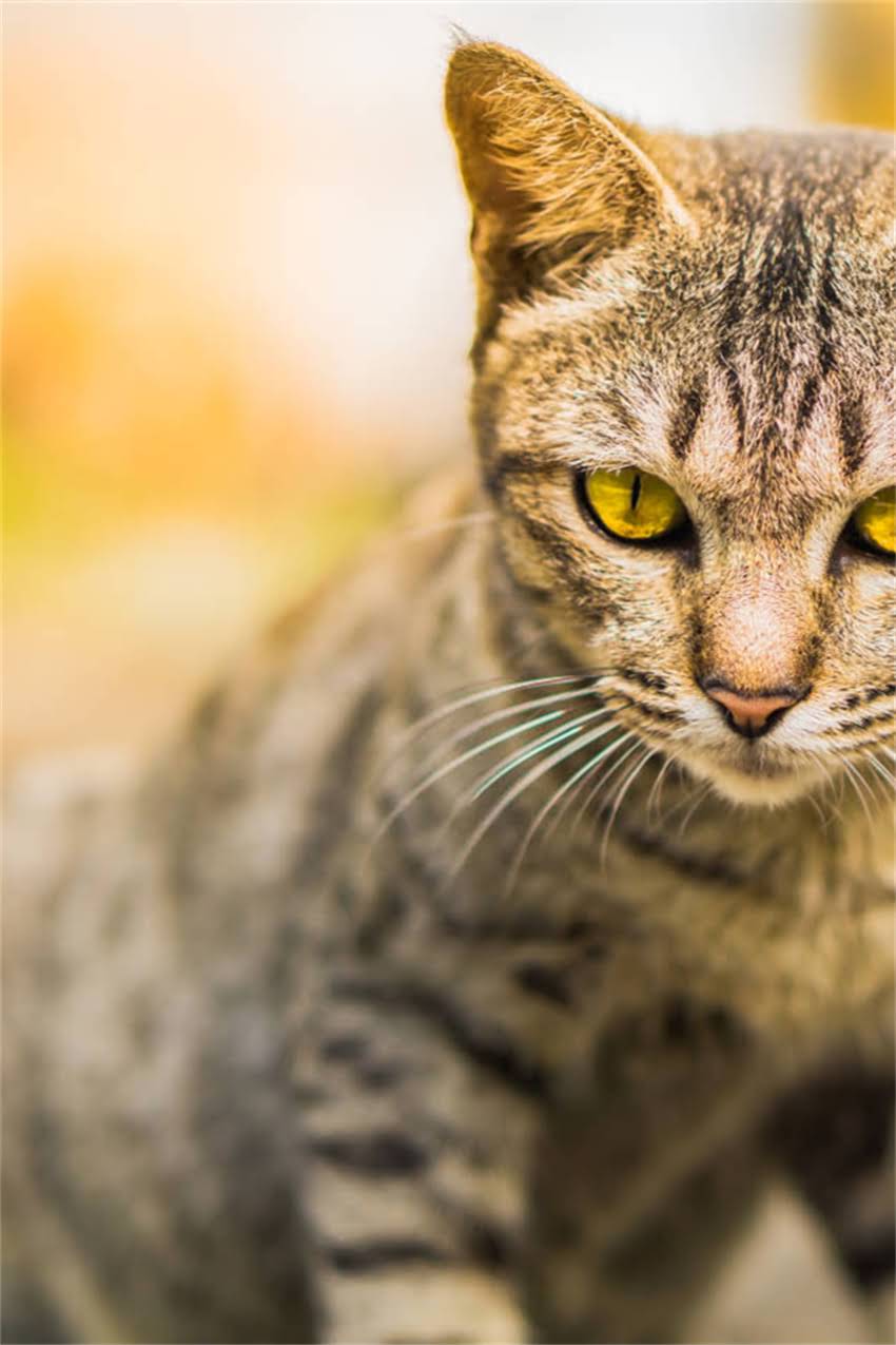 图片 边牧到家多久驱虫？权威时间表+全流程指南（附注意事项）2.jpg