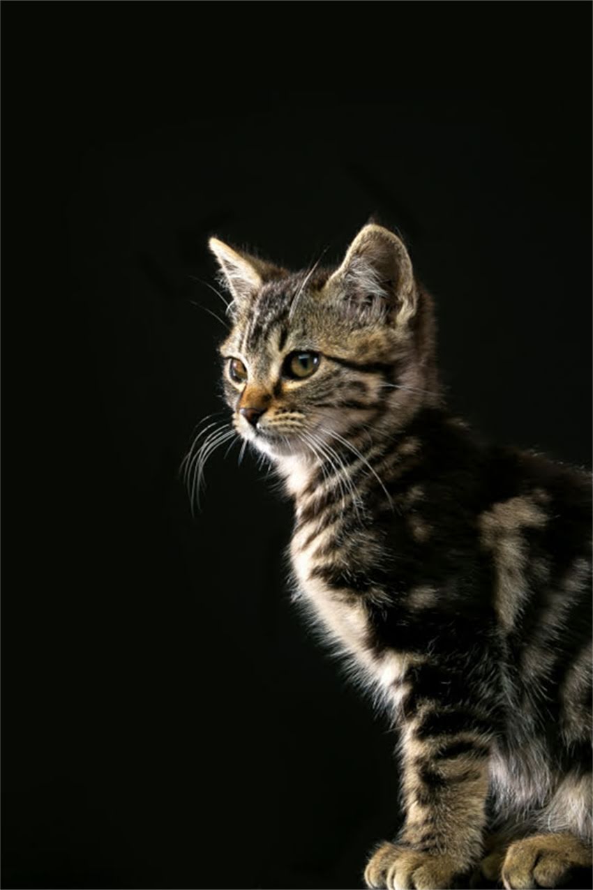 图片 边牧和苏牧混血可行性全：优缺点与科学饲养指南.jpg