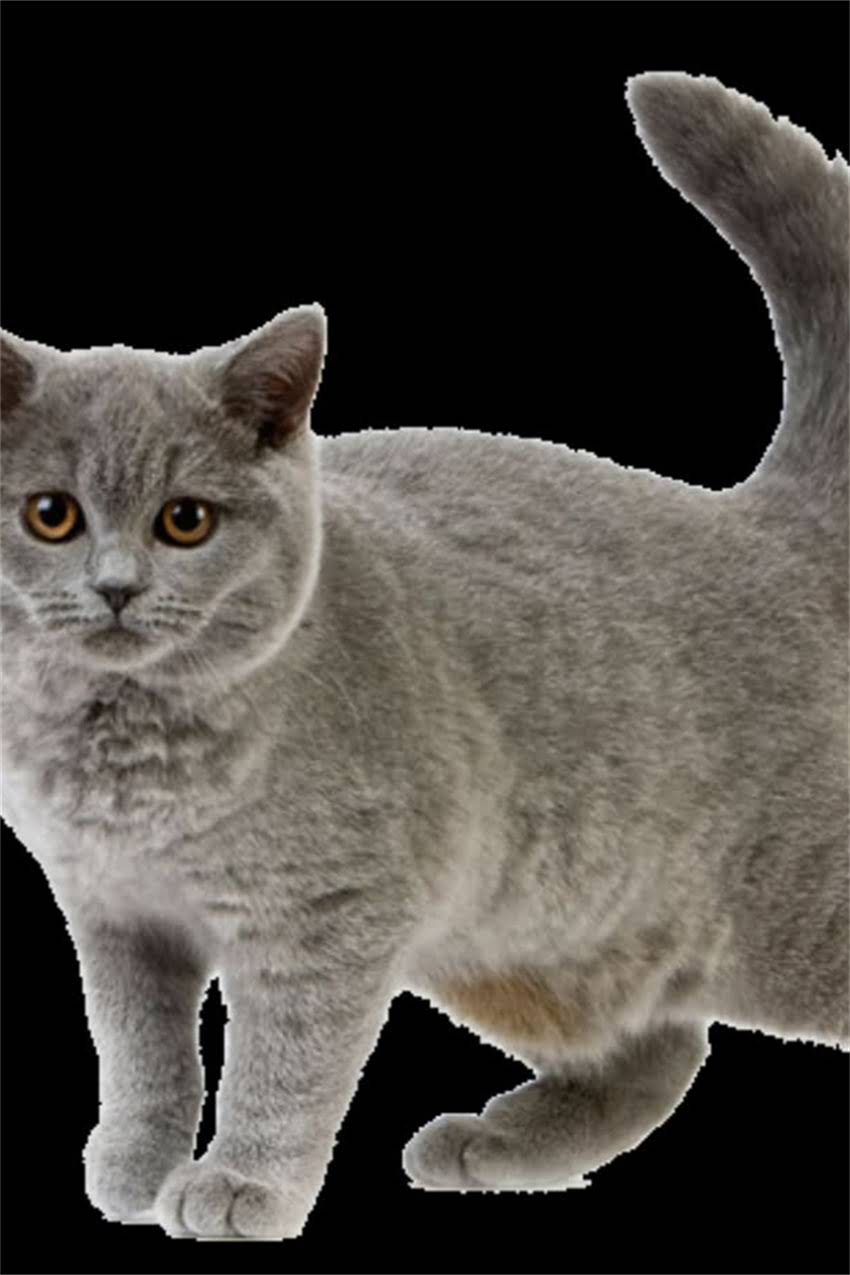 图片 边牧和苏牧混血可行性全：优缺点与科学饲养指南2.jpg