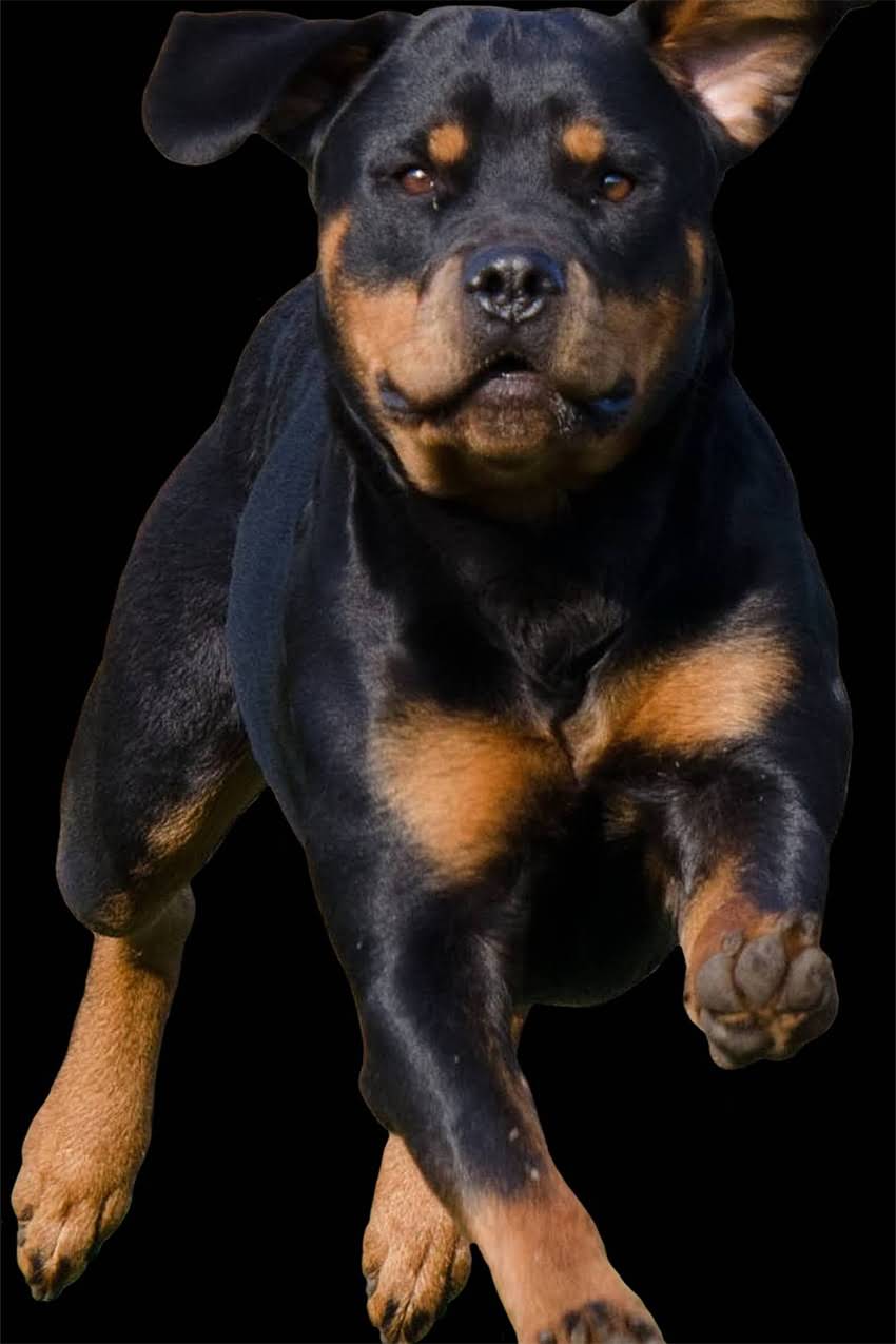 图片 边牧宝宝到家后频繁拉稀怎么办？新手必看紧急应对指南1.jpg