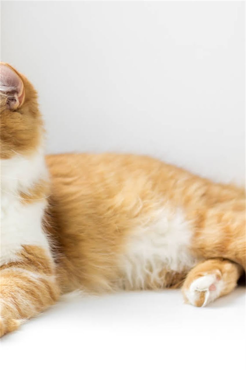 图片 边牧幼犬7天速成指南：科学喂养+常见误区全，新手必看！1.jpg