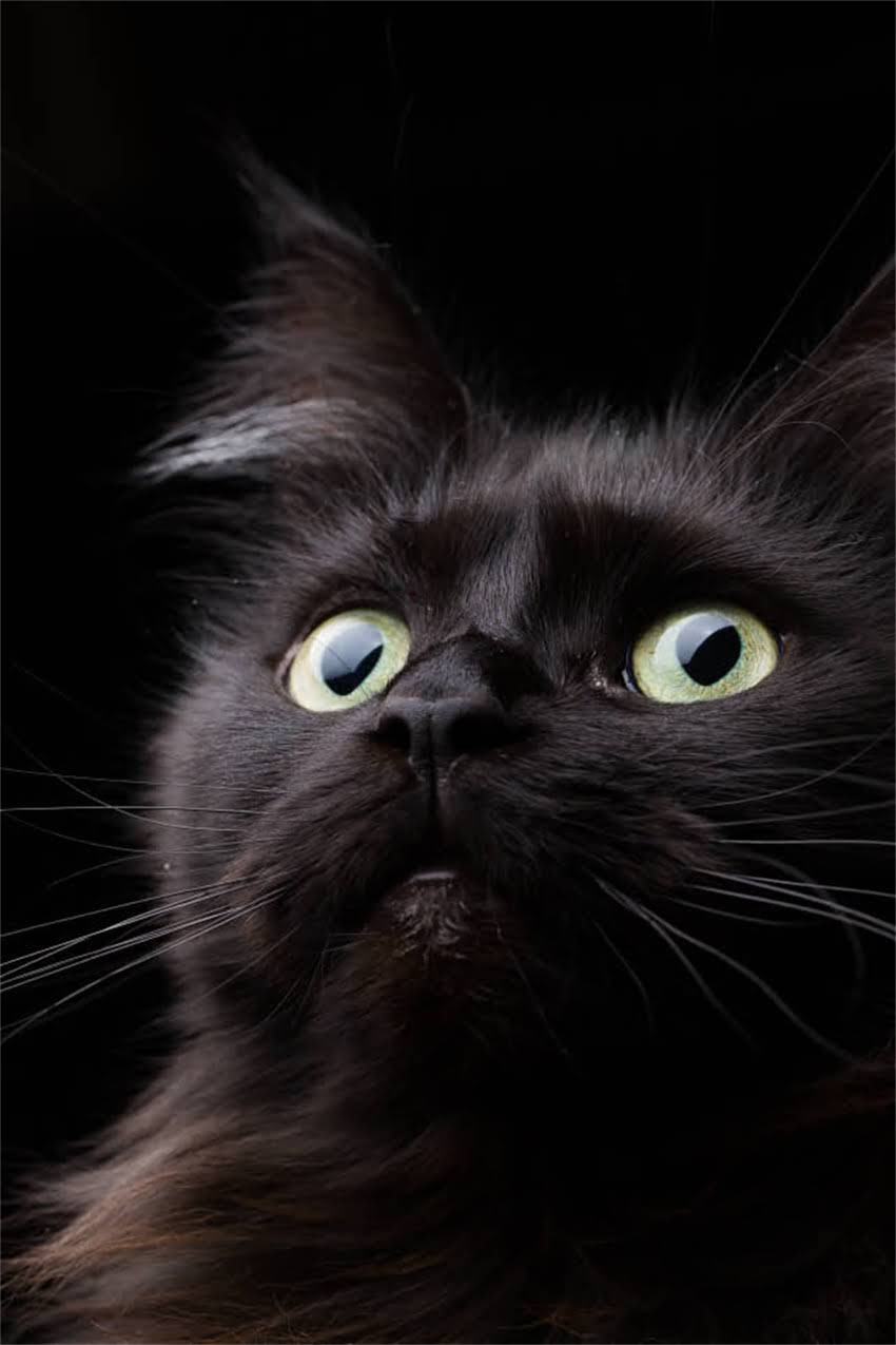 图片 边牧幼犬感冒呼吸急促的紧急处理与家庭护理指南：症状识别、药物选择及预防复发全攻略1.jpg