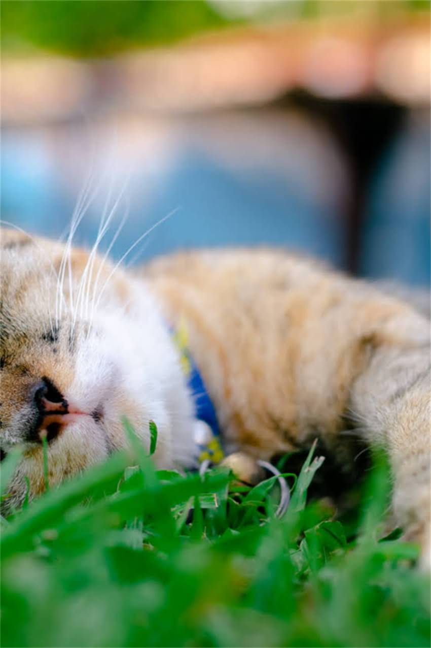 图片 边牧幼犬最佳训练年龄及科学训练指南（1-6月龄全攻略）.jpg