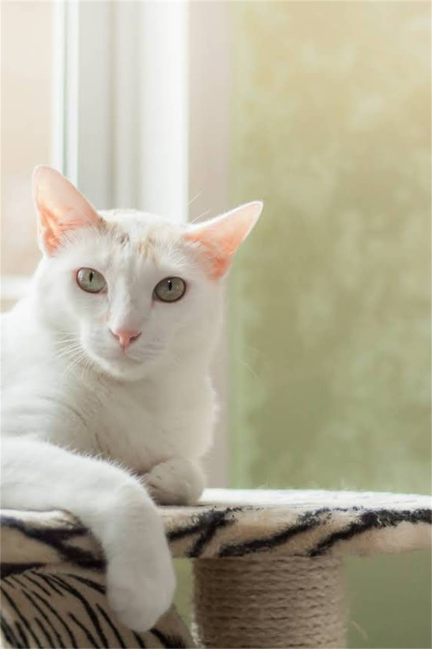 图片 边牧幼犬疫苗时间表：从1月龄到成年全流程科学养殖指南2.jpg