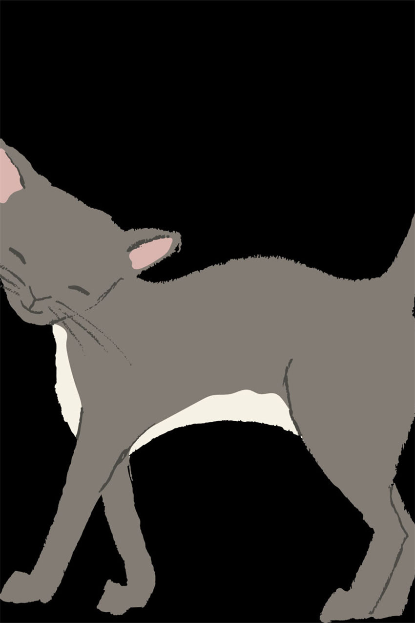 图片 边牧德牧混血犬多少钱？优缺点全及饲养指南.jpg