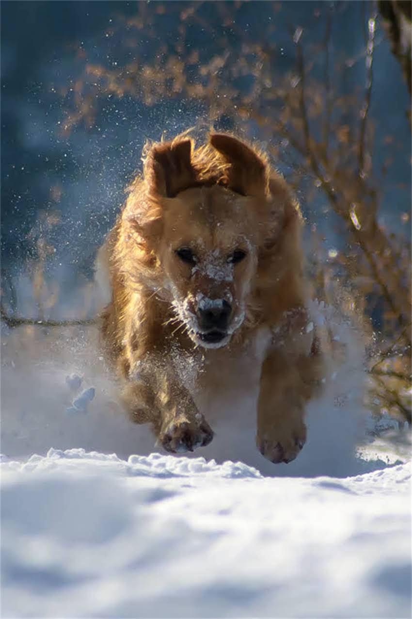 图片 边牧德牧混血犬多少钱？优缺点全及饲养指南1.jpg