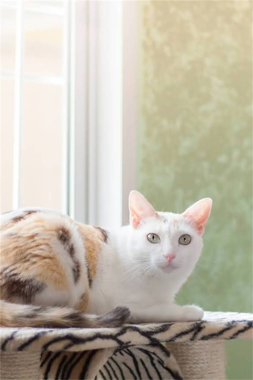 图片 边牧德牧混血犬多少钱？优缺点全及饲养指南2.jpg