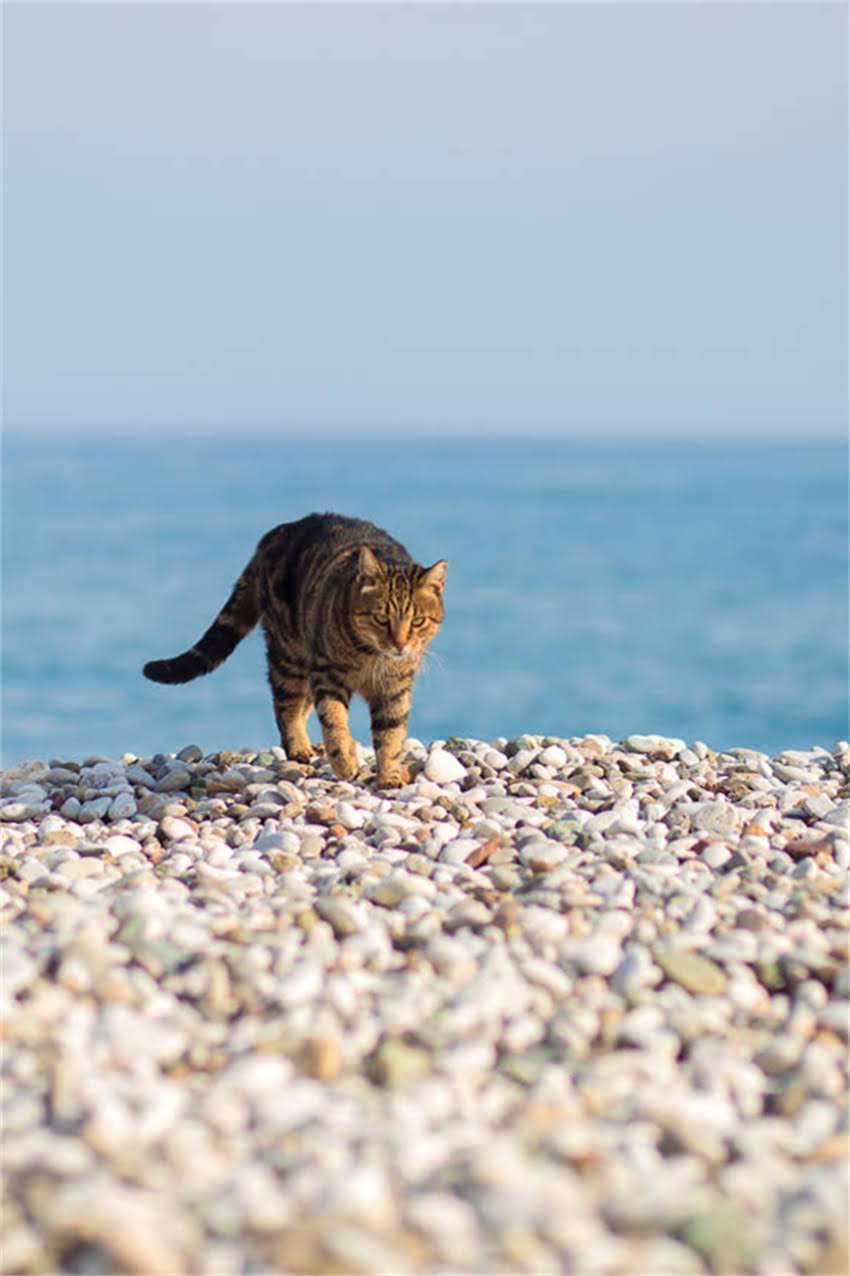 图片 边牧染色辨别全攻略：科学方法与专业指南助您轻松识别.jpg