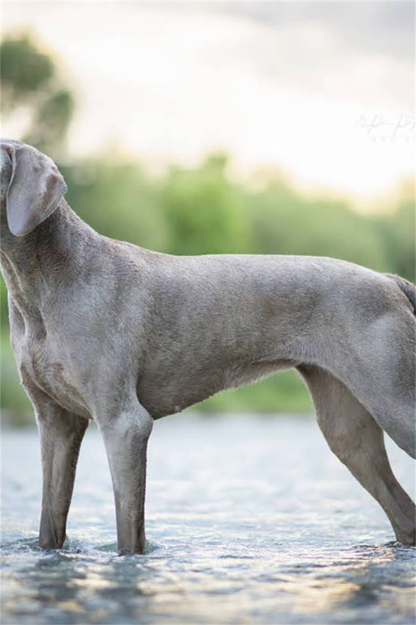 图片 边牧染色辨别全攻略：科学方法与专业指南助您轻松识别1.jpg