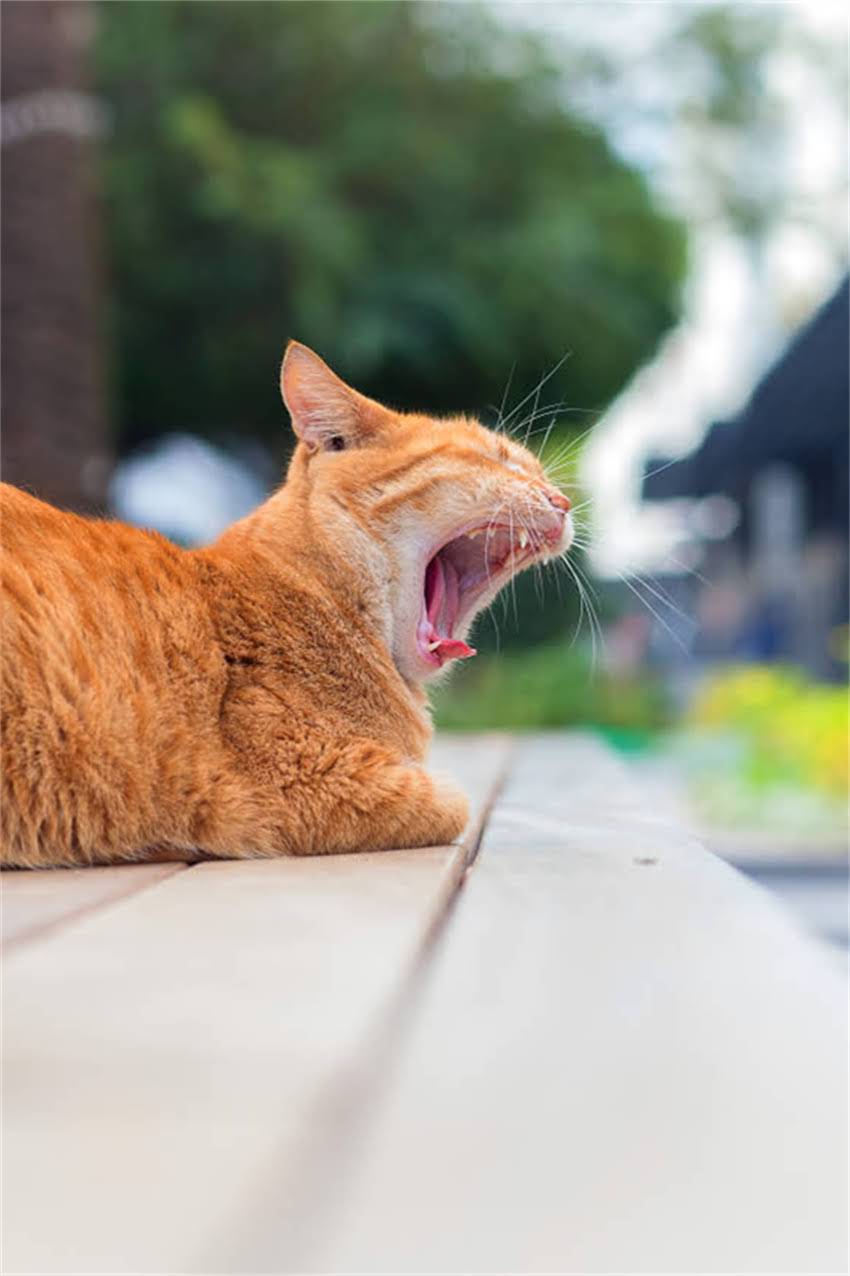 图片 边牧染色辨别全攻略：科学方法与专业指南助您轻松识别2.jpg