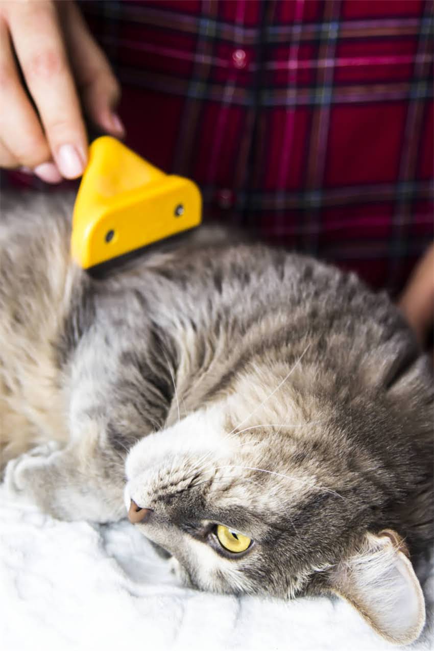 图片 边牧毛色遗传概率科学：银背、奶油、巧克力色后代比例及培育指南.jpg