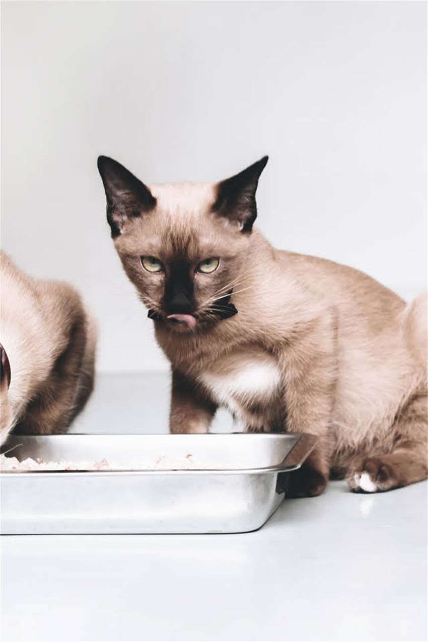 图片 边牧注意力不集中怎么办？5大训练法和家庭调整方案全.jpg